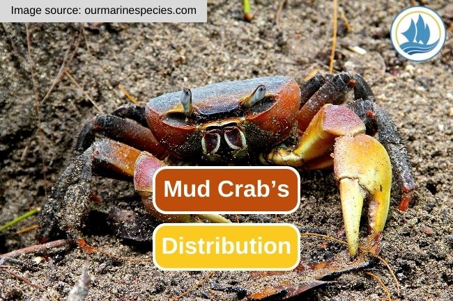 The Remarkable Range of Mud Crab Distribution